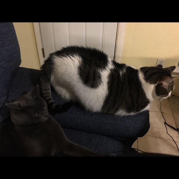 Meet your Posher, Thera - Picture 1 of 1